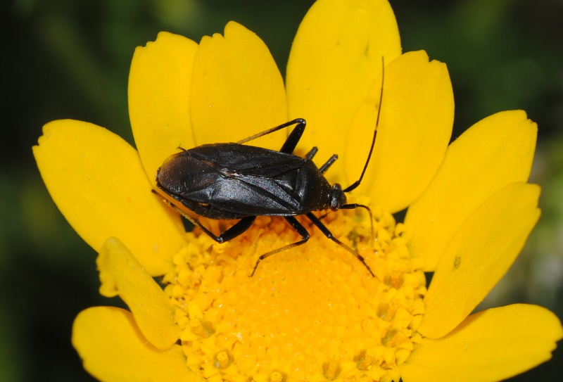 Miridae: Calocoris nemoralis f.picea del Lazio (Rm)